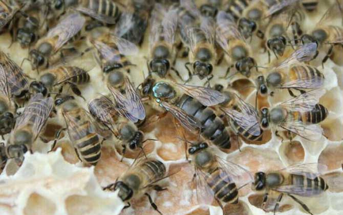 養蜂不知道怎么換王，像這樣操作，輕松用新蜂王將老蜂王替換掉！