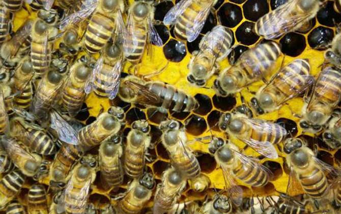 直接介王易圍王，像這樣間接介王，不但蜂王安全，成功率也極高！