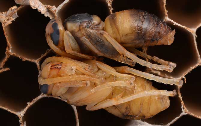 蜂蛹的功效與作用及正確吃法，不能過量食用，還要預(yù)防過敏！
