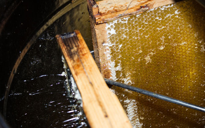 蜂產品有哪些種類？不僅僅只有蜂蜜，有些蜂產品比蜂蜜還要值錢！