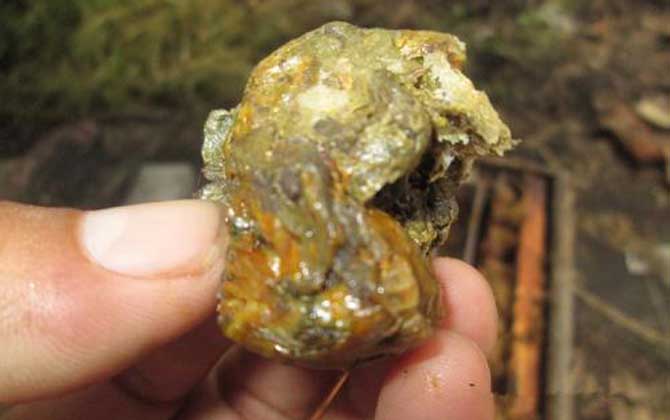 蜂膠怎么吃效果好？吃對了好處不用多說，吃錯了反而對健康不利！