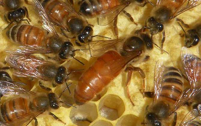 蜂王吃什么食物？答案是蜂王漿，蜂王漿是蜂王能成為蜂王的關鍵！