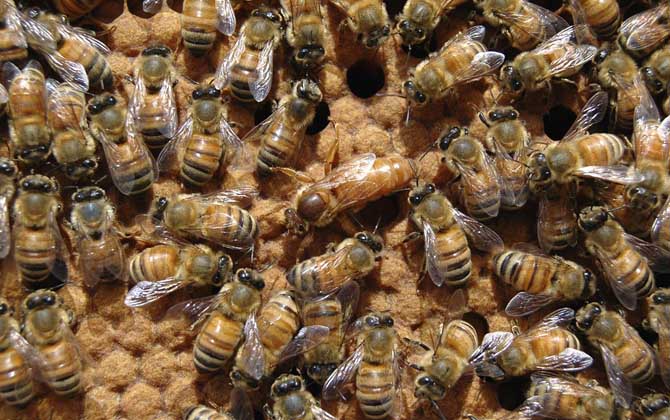 工蜂殺死蜂王是什么回事？清楚工蜂和蜂王的關(guān)系，你就知道原因了！