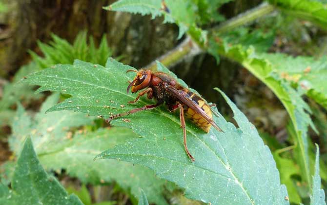 被馬蜂蟄了怎么處理？教你幾個小妙招，這樣處理能快速消腫止痛！