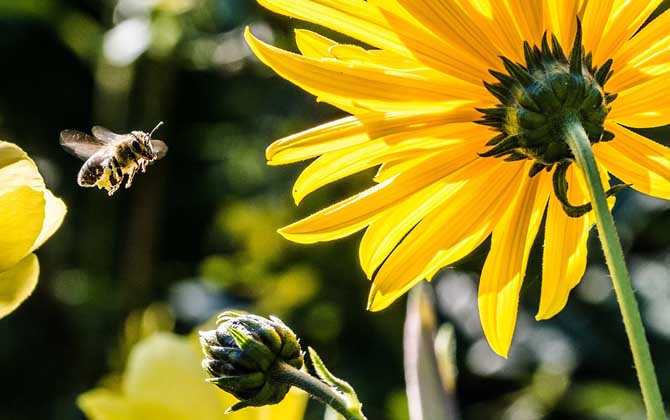 蜜蜂為什么要采蜜？實際上是在獲取食物，蜜源豐富時蜜蜂還會釀蜜！