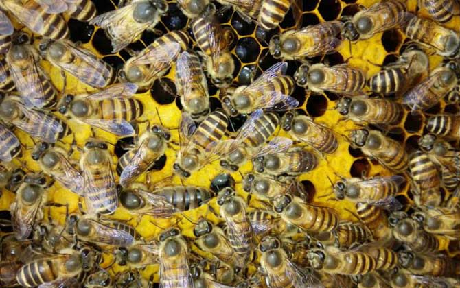 蜜蜂養殖技術有哪些？學會這些養蜂技術，蜜蜂養殖才能得心應手！