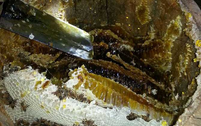 土蜂蜜價(jià)格多少錢一斤？比普通蜂蜜貴得多，基本都在100元以上！