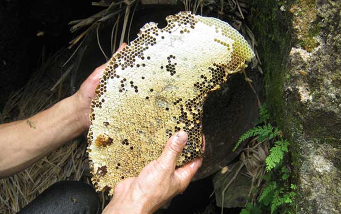 土蜂蜜和普通蜂蜜的區(qū)別，不但釀制蜂種不同，營(yíng)養(yǎng)價(jià)值也不同！