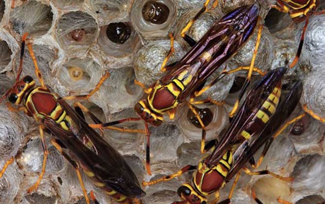 馬蜂報復的原理是什么？依靠信息素標記入侵者，并引導蜂群攻擊！