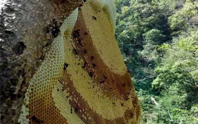 野生蜂蜜多少錢一斤？一般都不低于200元，有些甚至要300元以上！