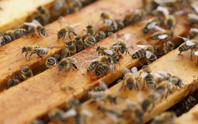 養蜂技術有哪些？掌握這10種養蜂技術，養蜂時方能做到得心應手！