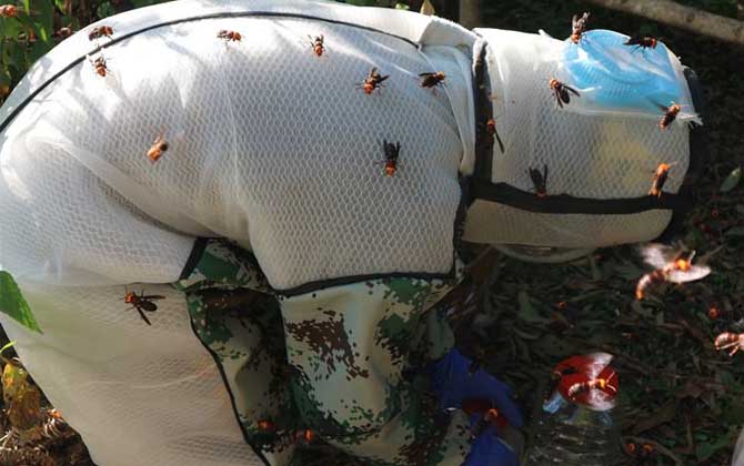 虎頭蜂防蜂服多少錢一套？不要貪圖便宜，否則受傷的還是自己！