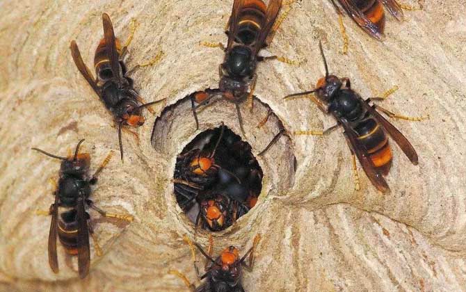 被虎頭蜂蟄了的人會怎樣？看圖片都疼，珍愛生命，遠離虎頭蜂！