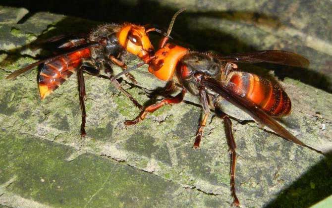 被一只虎頭蜂蟄了會死嗎？一般不會死人，但建議前往醫院就醫！