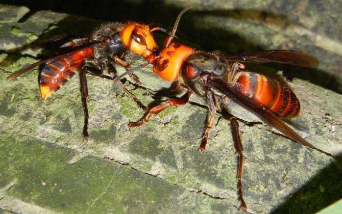 被虎頭蜂蟄了用什么藥？不建議自行用藥，最好是立即前往醫院！