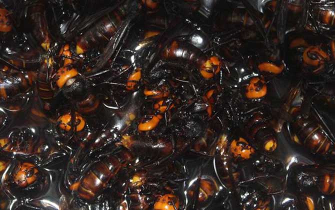 馬蜂泡酒喝死人是真的嗎？的確是真的，長期過量飲用可致人死亡！