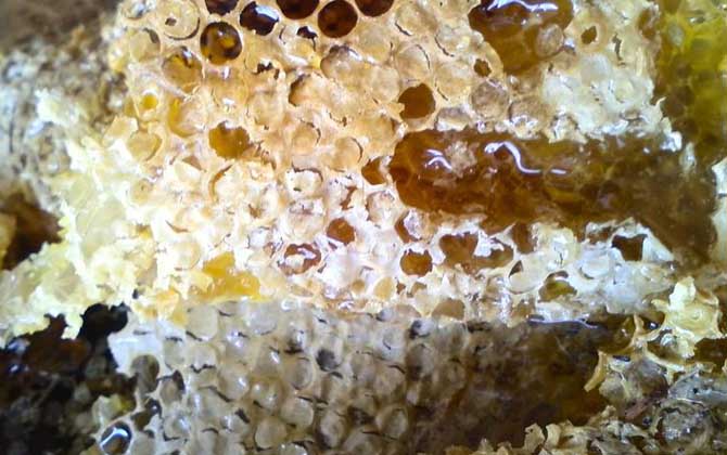 女人吃蜂巢有什么好處？不但能增強抗病力，還有美容養顏效果！