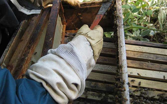 蜂膠傷肝是怎么回事？正確服用能保肝，食用不當(dāng)反而損傷肝臟！