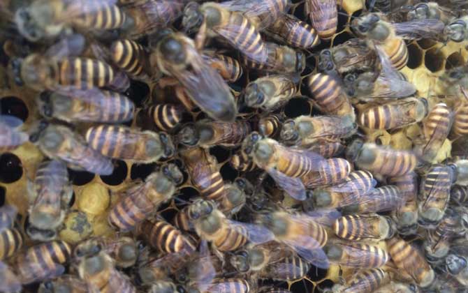 如何利用急造王臺(tái)分蜂？