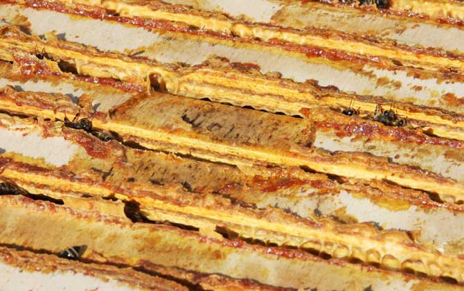 蜂膠對性功能有作用嗎？