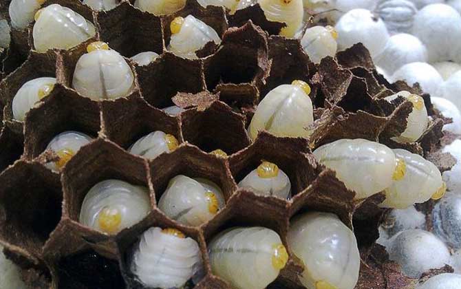 蜂蛹酒的禁忌及正確喝法