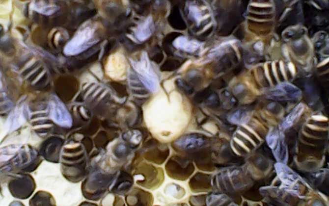 急造王臺(tái)幾天能出蜂王？