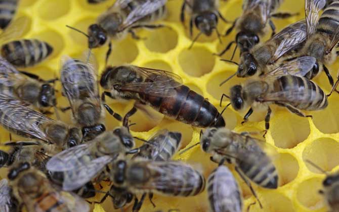 蜂王死了蜂群會(huì)逃跑嗎？
