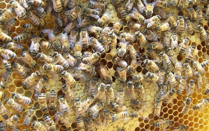 殺死蜂王蜜蜂會(huì)怎么樣？