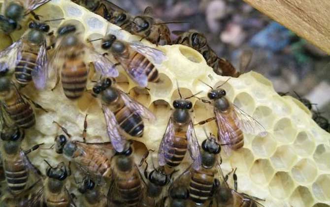 急造王臺(tái)的幼蟲哪來的？