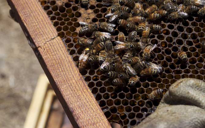 蜂王產卵少是什么原因？