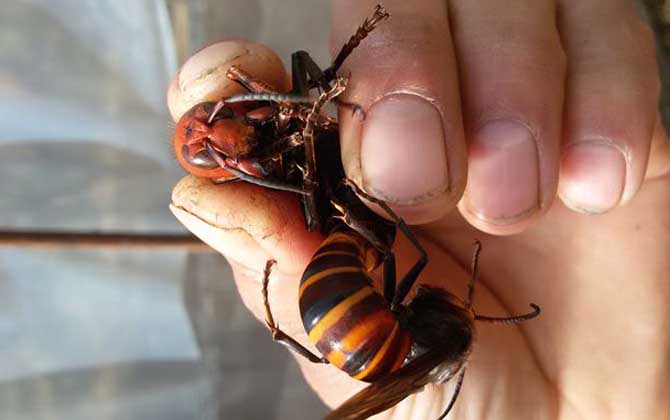 胡蜂(馬蜂)養殖風險高嗎？