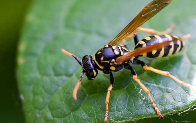 被馬蜂蟄了幾天能消腫？