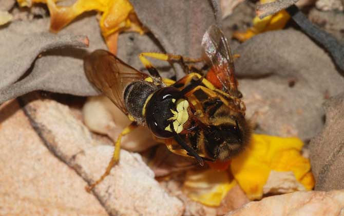 馬蜂蟄人后自己會(huì)死嗎？