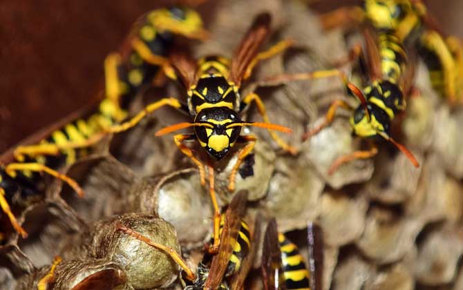 養(yǎng)胡蜂有什么經(jīng)濟(jì)價(jià)值？