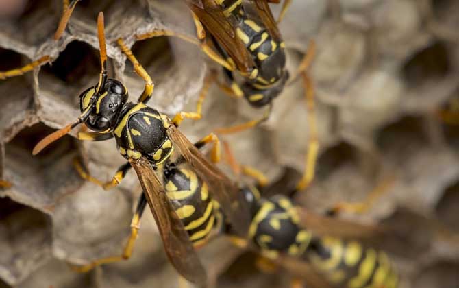 被馬蜂蟄了多久毒發？