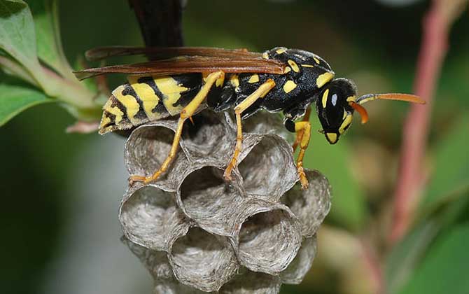 被一只馬蜂蟄了有事嗎？