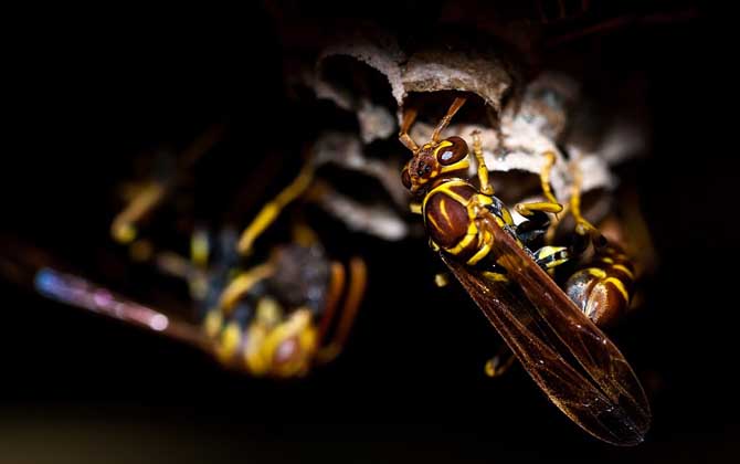 被馬蜂蟄了有潛伏期嗎？