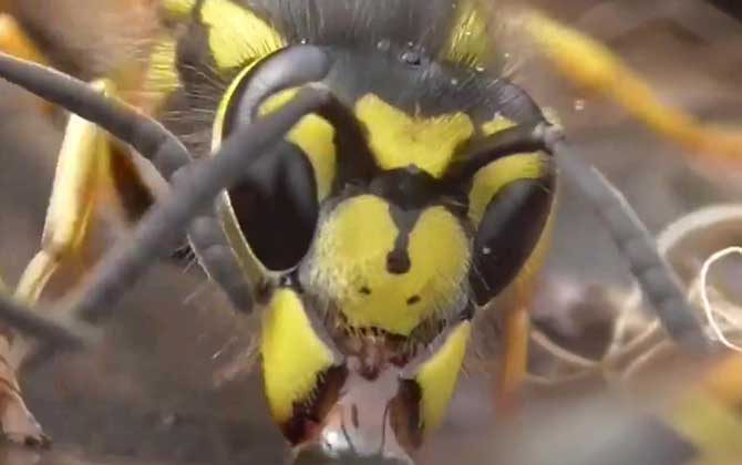 養(yǎng)200窩胡蜂有多少錢？