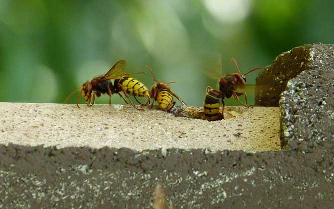 馬蜂報(bào)復(fù)的原理及驅(qū)趕方法