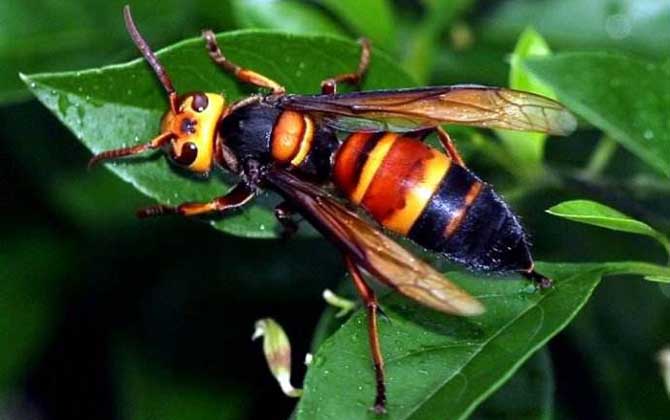 被黑尾胡蜂蟄了怎么辦？