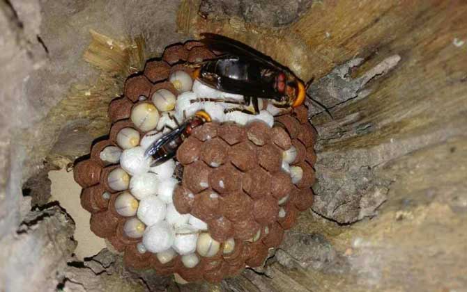 人頭蜂窩怎么處理才安全？