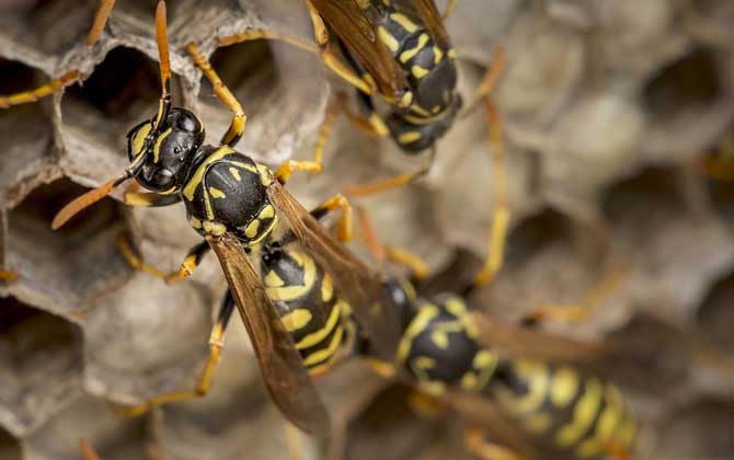 被黃胡蜂蟄了怎么處理？