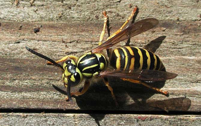 被馬蜂蟄了涂什么管用？