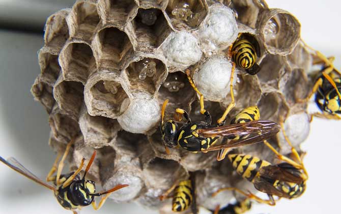 窗外有馬蜂窩吉利嗎？