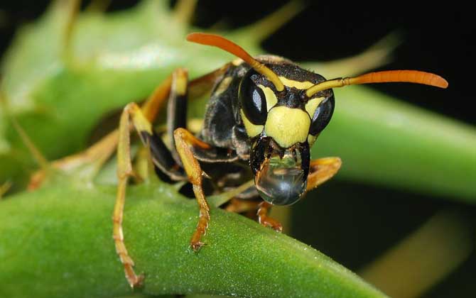 馬蜂蟄后會自己消腫嗎？