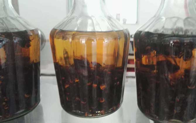 馬蜂泡酒喝死人是真的嗎？