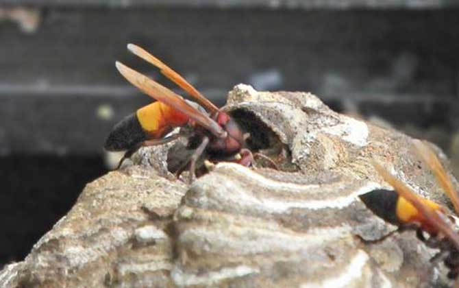 黃腰虎頭蜂的毒性強嗎？