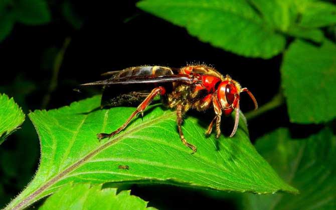 黑腹虎頭蜂的毒性大嗎？