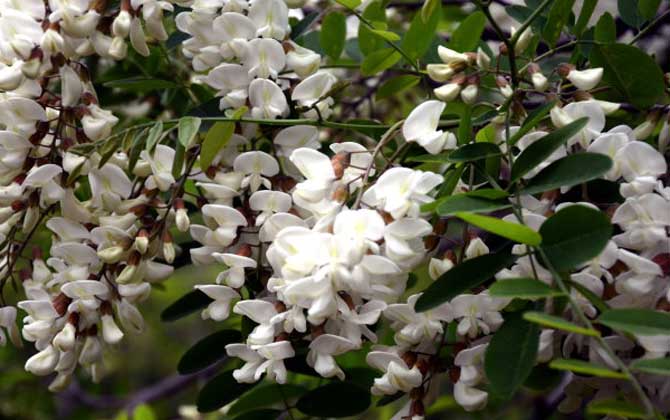洋槐樹什么時候開花？