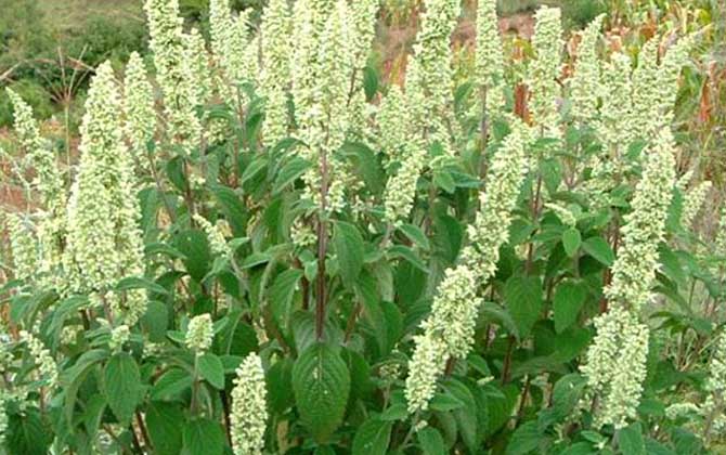 野壩子什么時(shí)候開花？